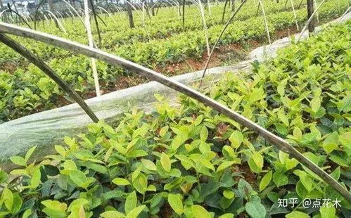 苗木種植新風(fēng)口 果實(shí)經(jīng)濟(jì)與生態(tài)雙贏的經(jīng)營之道