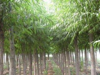 靈川林木種植 口碑沉淀，綠富雙贏的林木產(chǎn)業(yè)典范