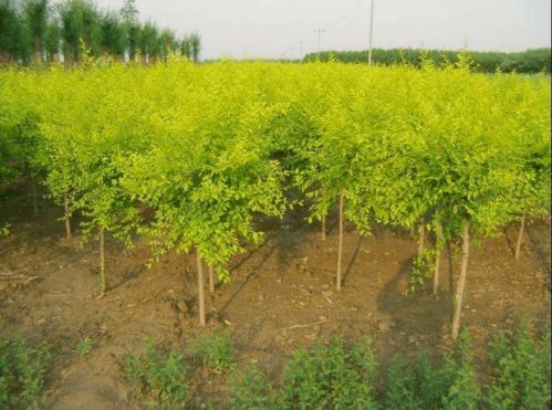 夏季種植苗木成活率提升全攻略 園林經(jīng)營者的實(shí)用指南