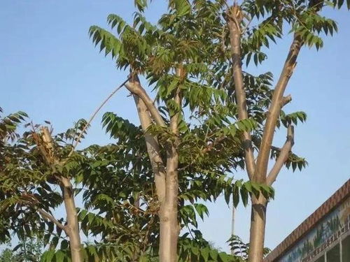 農(nóng)村10種常見樹木 每一棵都是鄉(xiāng)愁的活雕像