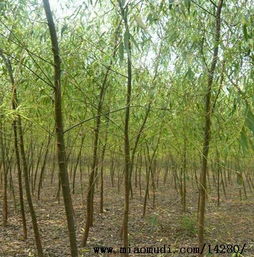 陜西榆林紅石橋苗木種植銷售公司 旱柳
