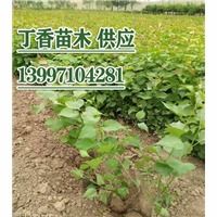 白蠟苗木優選指南 陜西、寧夏高品質白蠟批發與種植策略